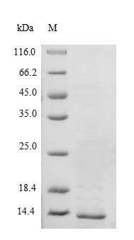Transthyretin (Ttr), partial, mouse, recombinant