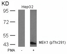 Anti-phospho-MEK1 (Thr291)