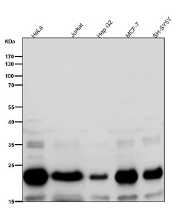 Anti-RAC3 / Ras related C3 botulinum toxin substrate 3, clone 32R19