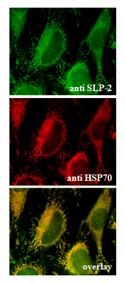 Anti-SLP-2