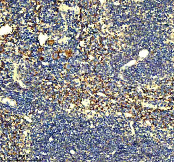 Anti-Gp9 / Glycoprotein 9 / CD42a