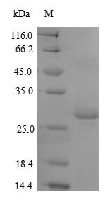 Thrombospondin-2 (Thbs2), partial, mouse, recombinant