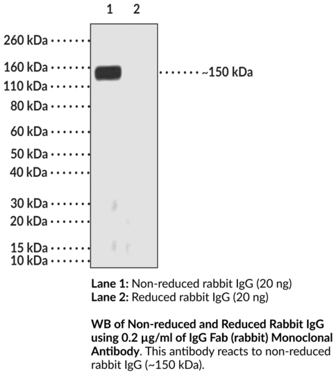 Anti-IgG Fab (rabbit) Monoclonal Antibody (Clone RMG01)