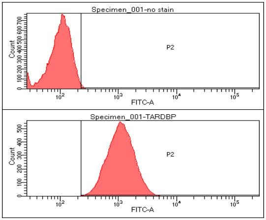 Anti-TDP43, clone k1B8