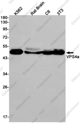 Anti-Recombinant VPS4a, clone C123198