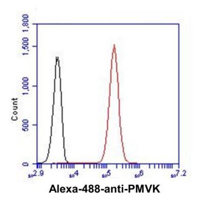 Anti-PMVK, clone 21C10