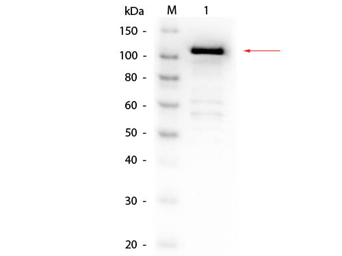 Anti-BETA GALACTOSIDASE (E.coli), Biotin Conjugated