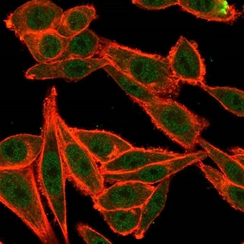 Anti-TARBP2, clone PCRP-TARBP2-1E5