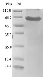Serine protease HTRA1 (HTRA1), human, recombinant