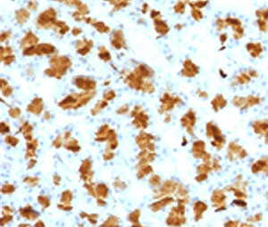 Anti-Elastase 3B / ELA3B, clone ELTS3B-2