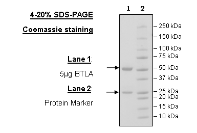 Anti-BTLA Neutralizing