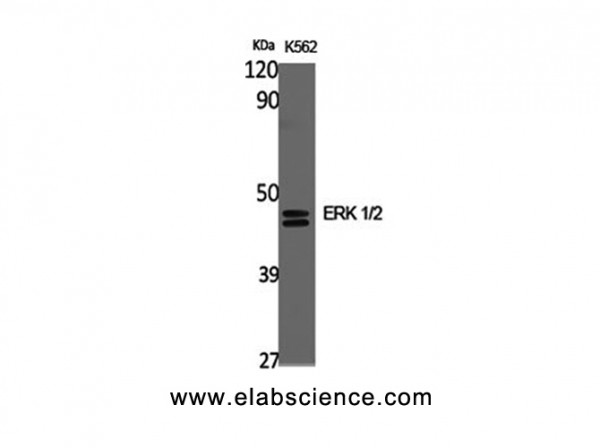 Anti-ERK 1/2