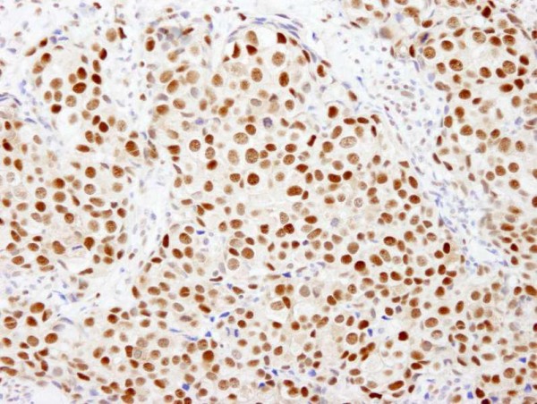 Anti-FKBP5/FKBP51 (IHC)