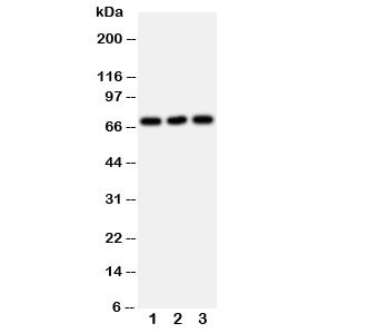 Anti-SERT (Serotonin transporter)