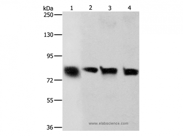 Anti-CDH6