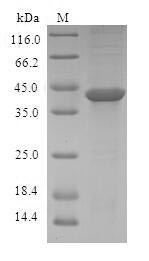 Activating signal cointegrator 1 complex subunit 3 (ASCC3), human, recombinant
