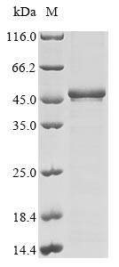 Programmed cell death protein 2 (PDCD2), human, recombinant