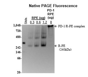 PD-1, Fc Fusion, PE-labeled