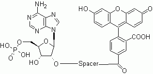 AMP-Fluorescein conjugate calibrator