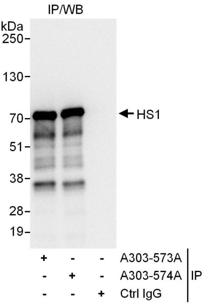Anti-HS1