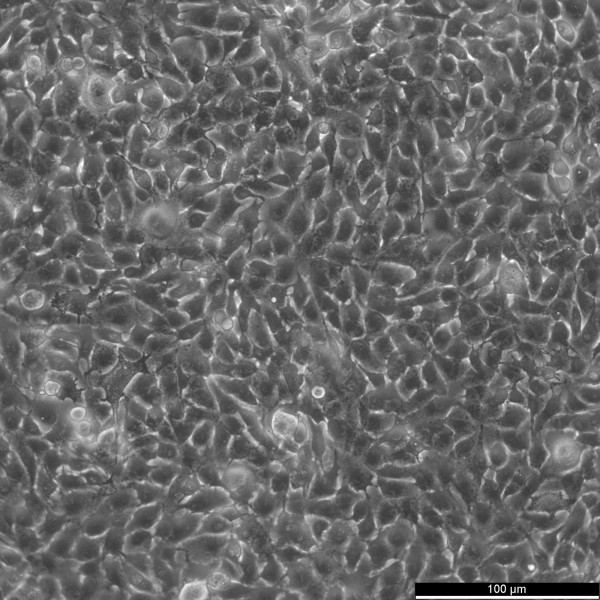 B16-F10 Cells