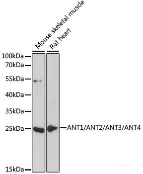 Anti-ANT1/ANT2/ANT3/ANT4
