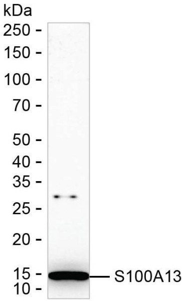 Anti-S100A13
