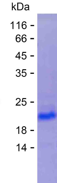 PTPRN2 (human), recombinant protein