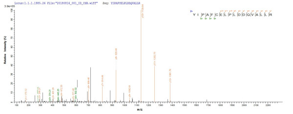Hepatocyte nuclear factor 4-alpha (HNF4A), human, recombinant