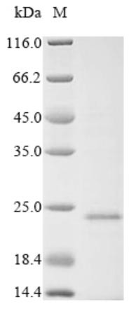 Apoptin (VP3), Chicken anemia virus, recombinant