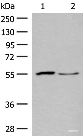 Anti-SLC2A8