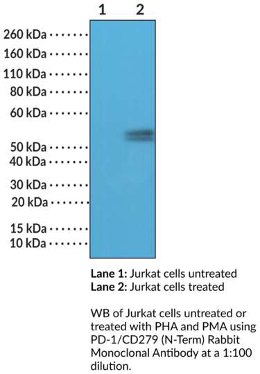 Anti-PD-1/CD279 (N-Term) Rabbit
