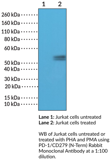 Anti-PD-1/CD279 (N-Term) Rabbit Monoclonal Antibody (Clone RM309)