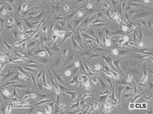 HROG36 Cells