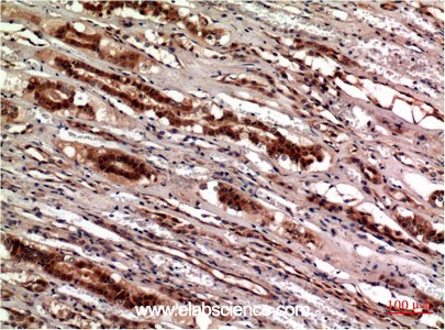 Anti-CST3, clone 5F1