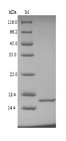 NHP2-like protein 1 (NHP2L1), human, recombinant
