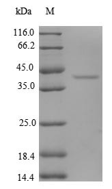Eukaryotic translation initiation factor 1 (EIF1), human, recombinant