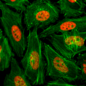 Anti-Monomethyl-Histone H3 (Lys4), Rabbit Monoclonal (RM140)