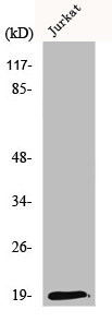 Anti-DNPH1