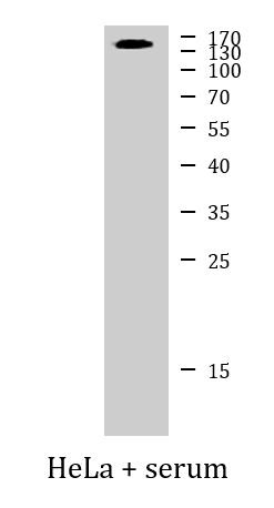 Anti-phospho-TrkC (Tyr516)