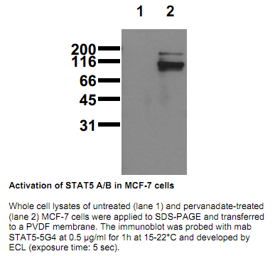 Anti-phospho-STAT5 A/B (Tyr694/699), clone 5G4