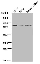 Anti-OS9 Recombinant Monoclonal, clone 26H3