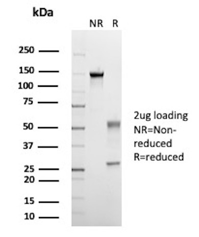 Anti-CD33 / SIGLEC3 (Myeloid Cell Surface Antigen), recombinant antibody, clone rSIGLEC3/13503