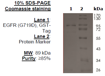 EGFR (G719D), GST-Tag