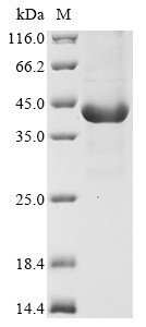 Pepsin A-5 (PGA5), human, recombinant