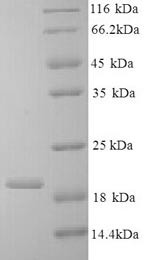 Interleukin-10 (IL10), bovine, recombinant