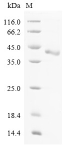 Cathepsin Z (Ctsz), rat, recombinant