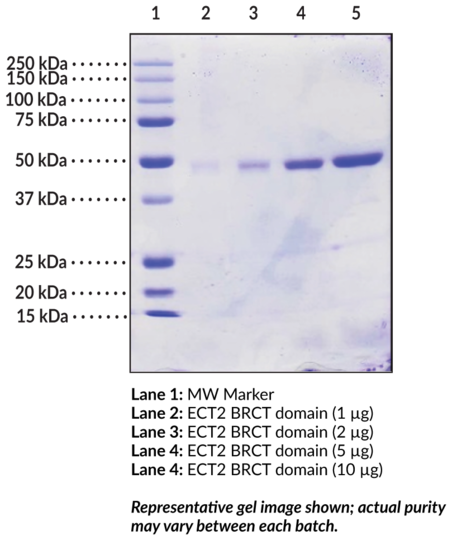 ECT2 BRCT domains (human, recombinant)