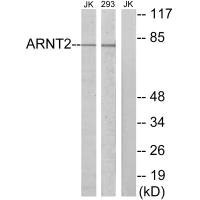Anti-ARNT2
