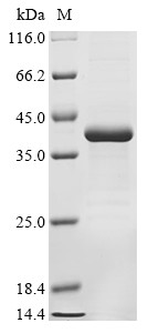 Chymotrypsin-like elastase family member 2B (CELA2B), human, recombinant